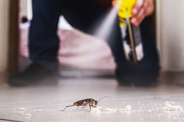 Best Spider Control Near Me  in East Sparta, OH